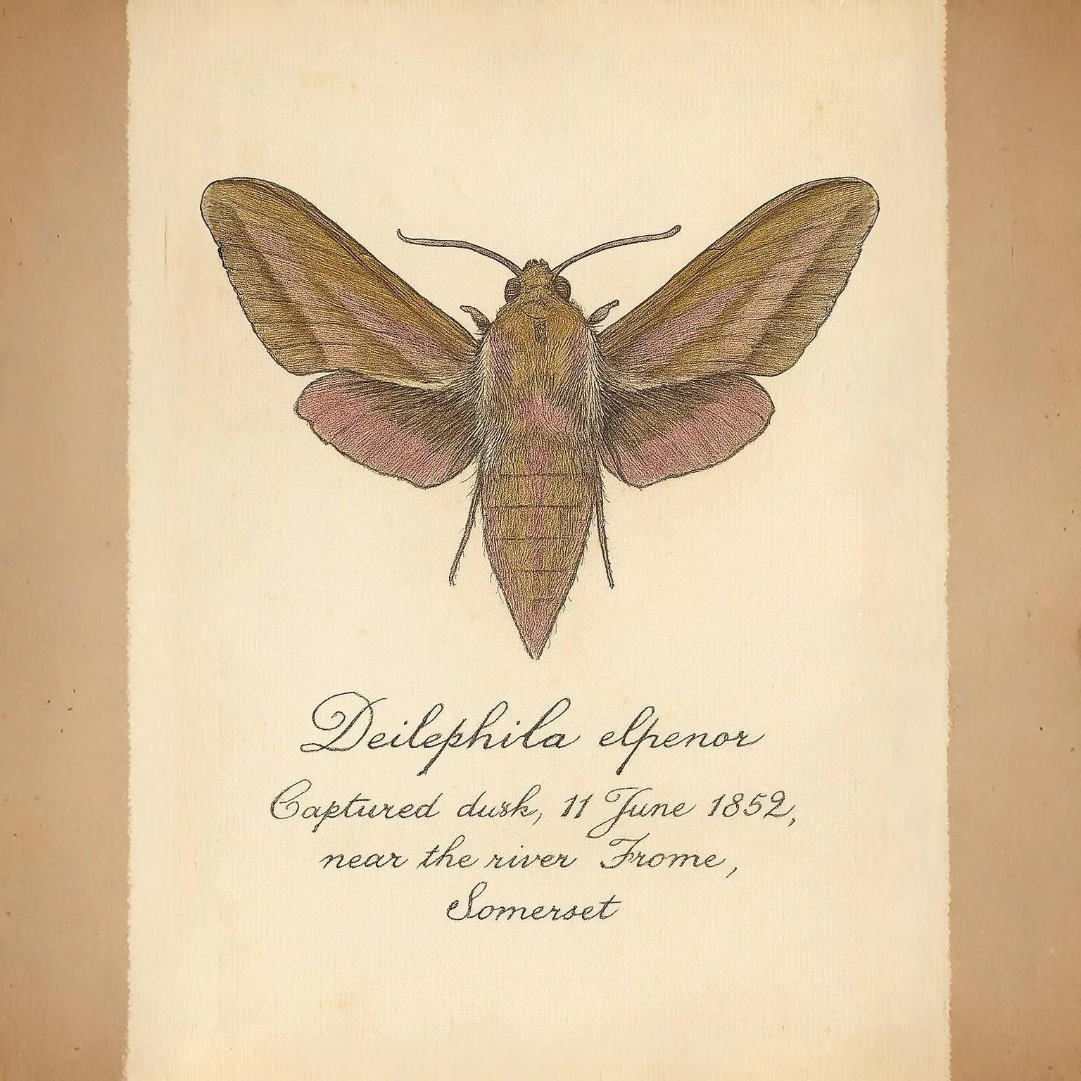 Illustration of the Elephant Hawk-moth